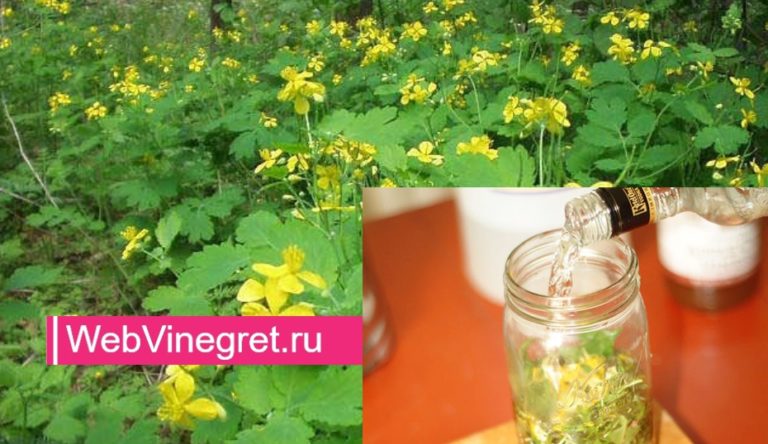 Чистотел убивает раковые клетки! Лучшие народные средства лечения заболеваний чистотелом