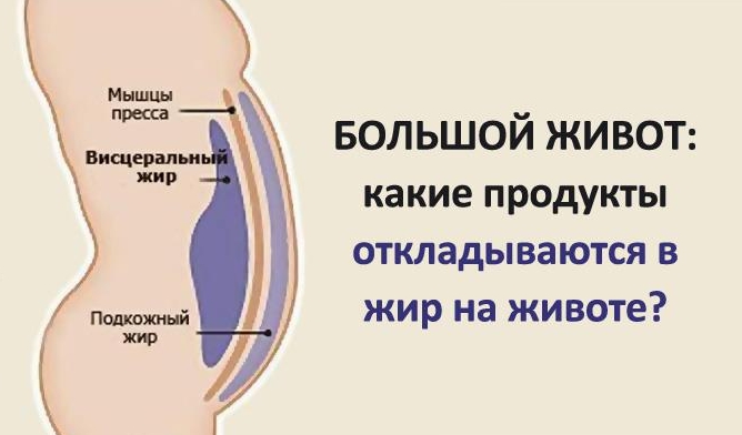 Большой живот: какие продукты провоцируют образование жира вокруг талии?