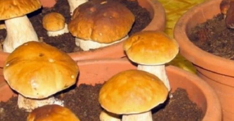 Вот так можно легко выращивать белые грибы дома на подоконнике