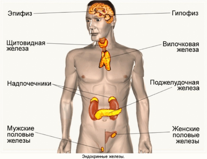 Старение начинается с эндокринной системы!